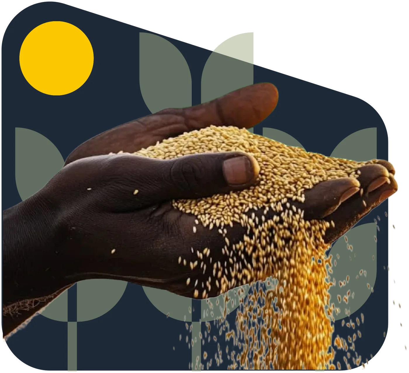 A farmer's hand pouring freshly harvested grain.